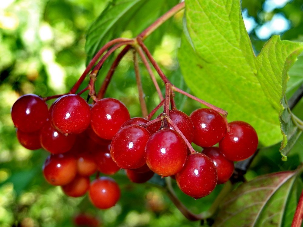 Калина красная, калина вызрела......