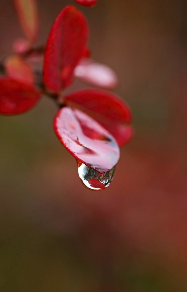 Осенняя веточка Голубики.