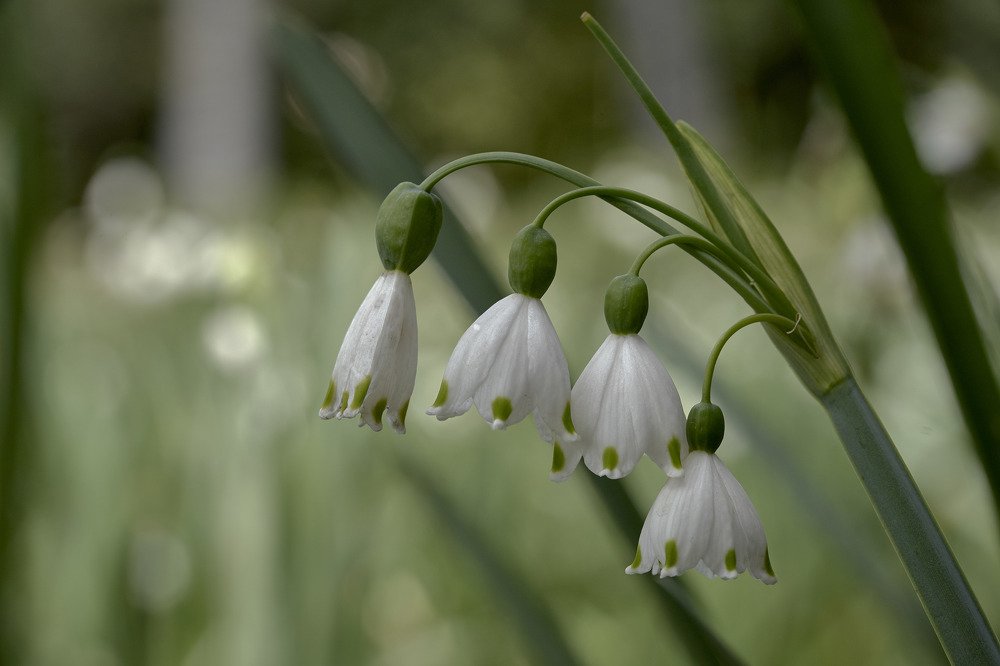 Photograph by German Dario Escobar Alvarez