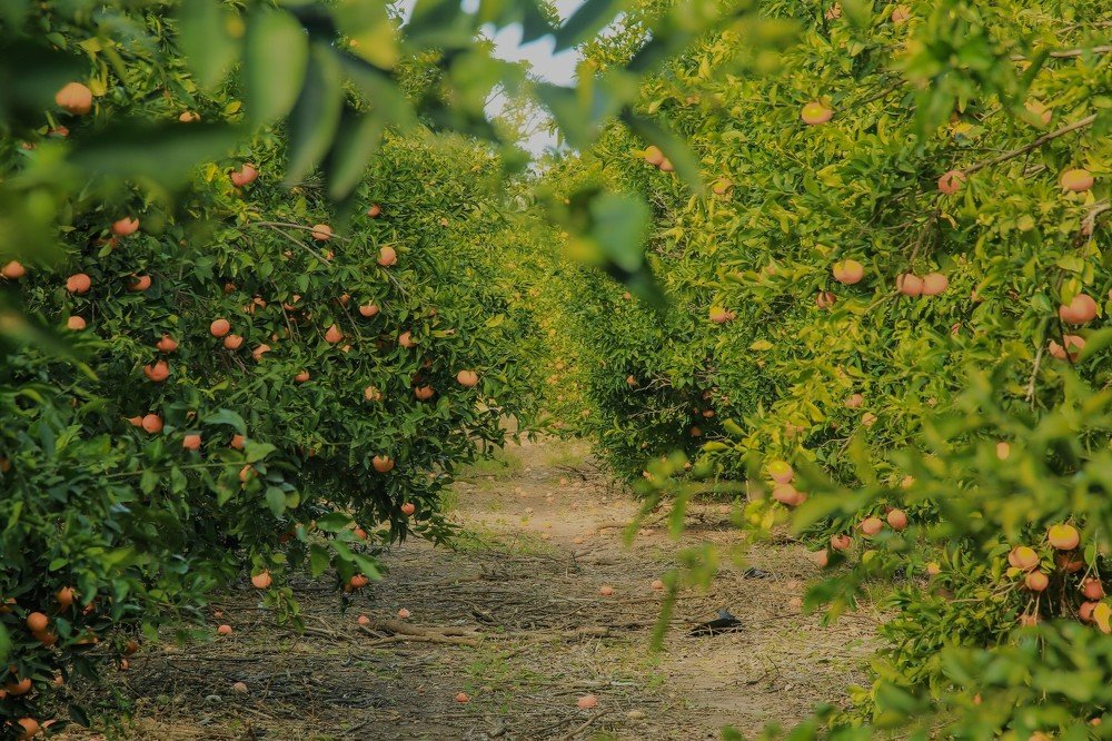 Photograph by Nikolay Hovich