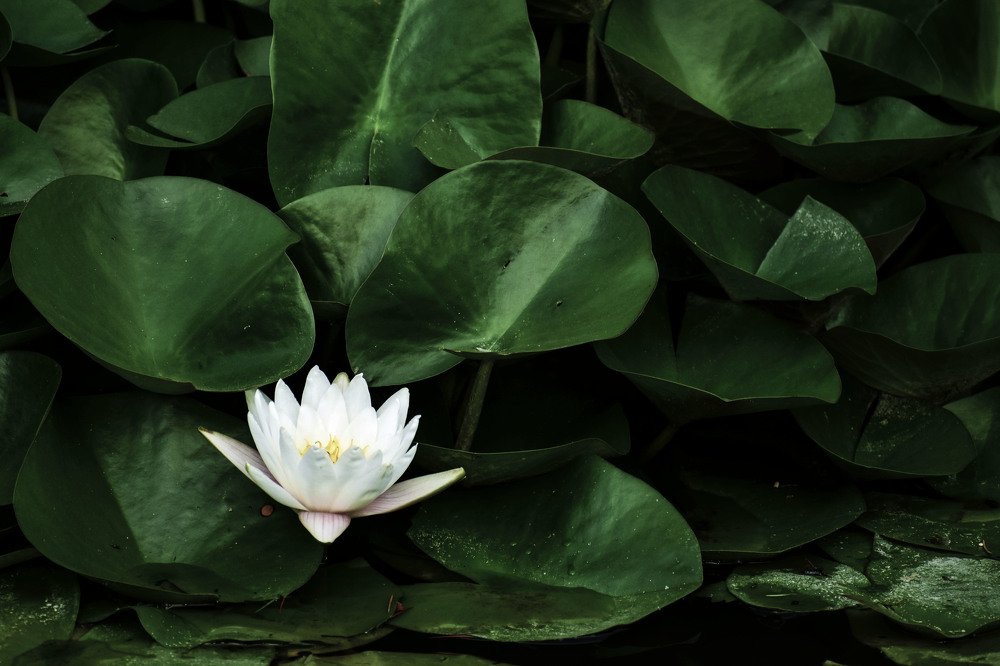 Photograph by Елена Шульженко
