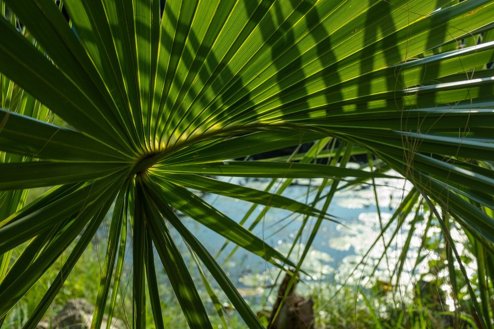 Пальмовый лист