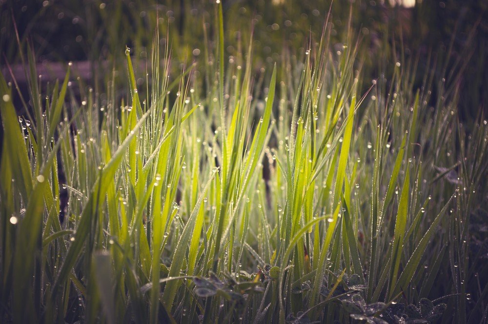 Photograph by Ognyan Levashki