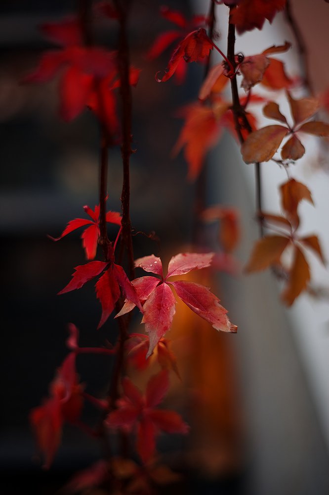 Photograph by Анна Яковлева