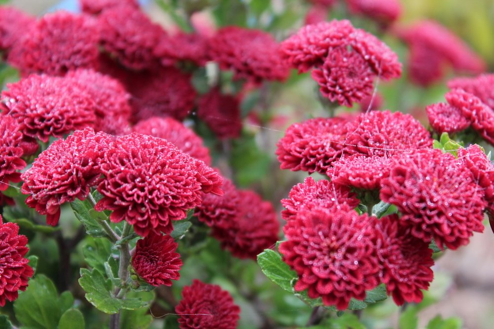 Photograph by Елена Демочкина