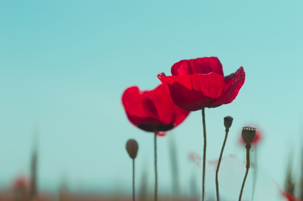 Red poppies
