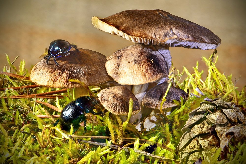 Осенняя пора.