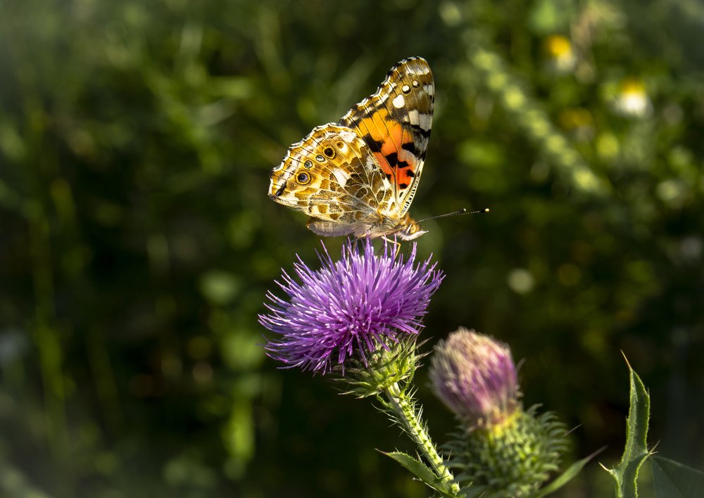 Photograph by Сергей Захаров
