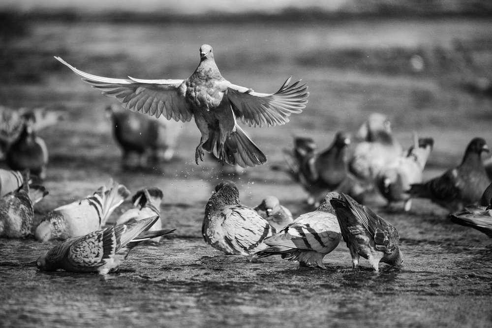 «Голубиное озеро». Балет