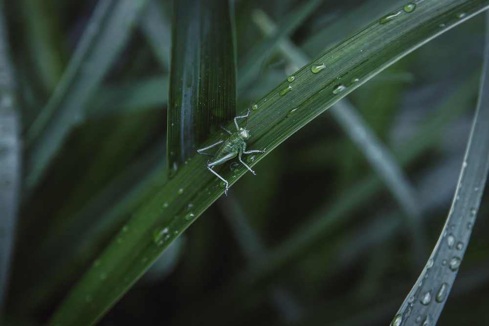 Photograph by Елизавета Лутцева