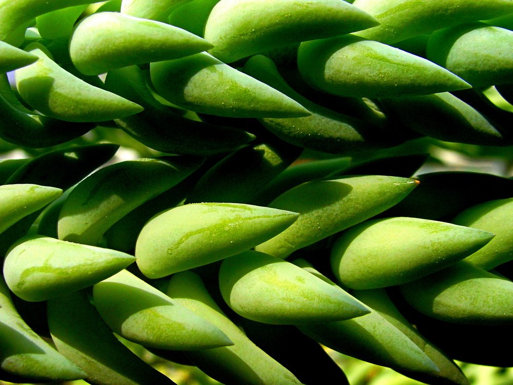 Photograph by Алька Вереск