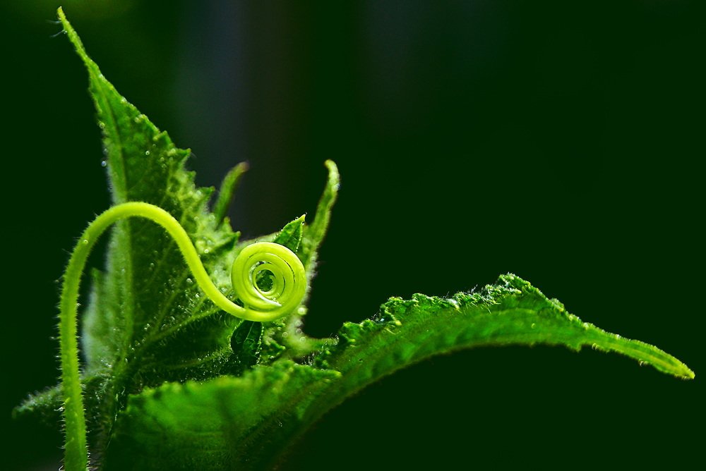 Photograph by Алька Вереск