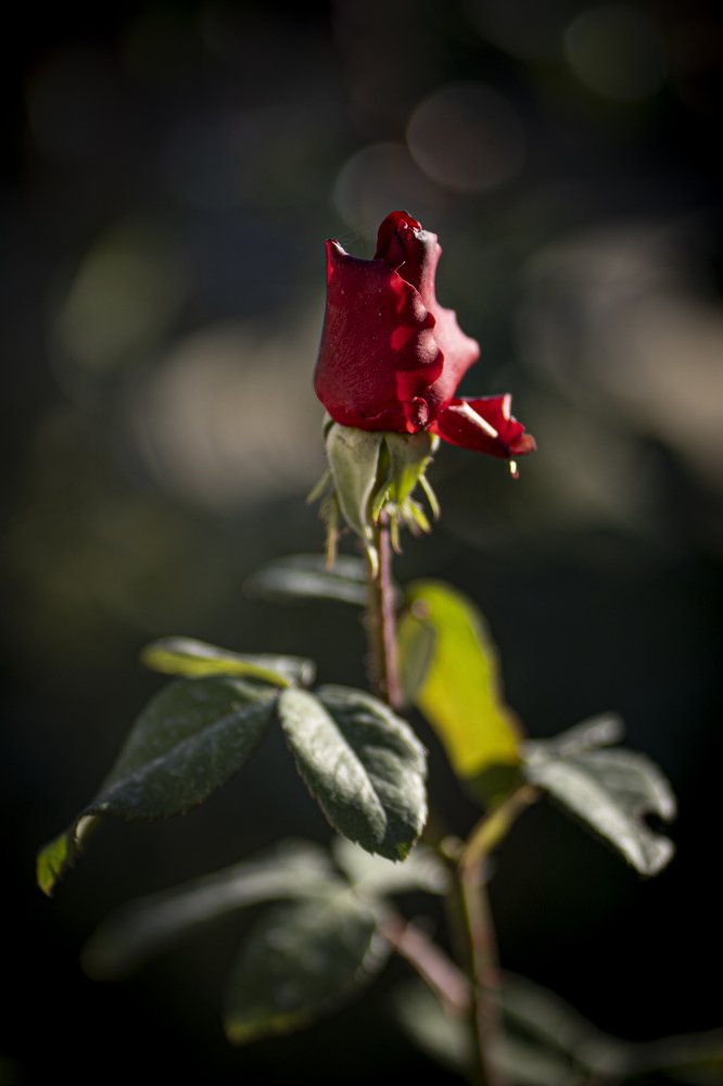 Photograph by Нурдулла Балманов