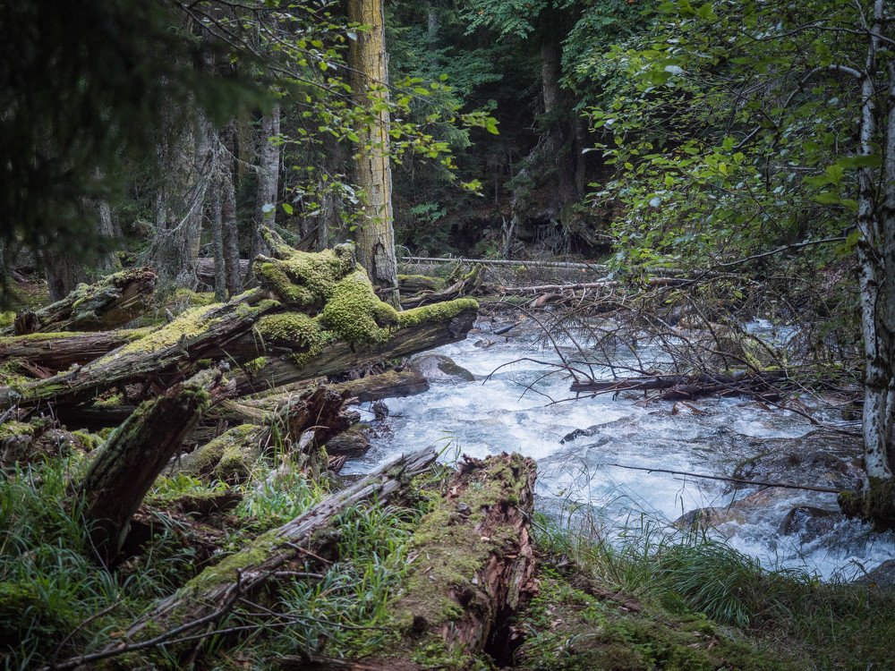 Игра воображения. Лис