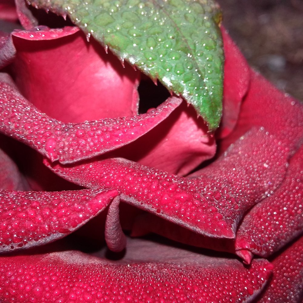 Photo #3786112