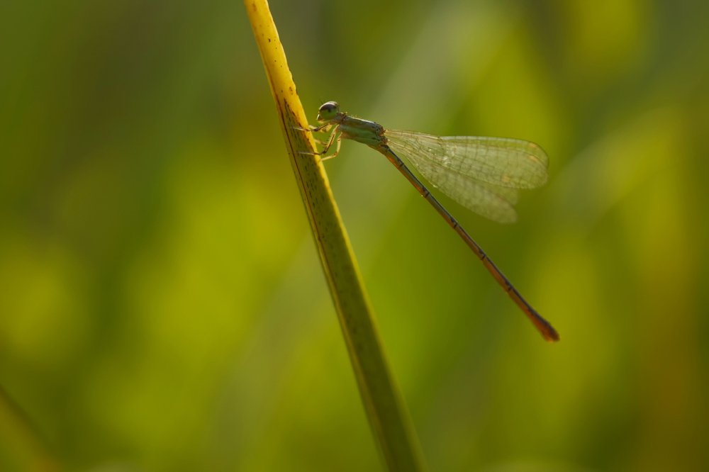 The dragonfly needle