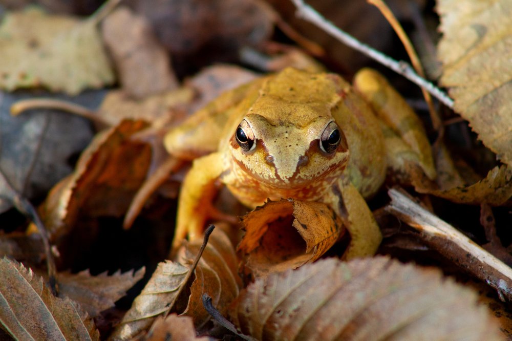 Photograph by Богдан Бигун