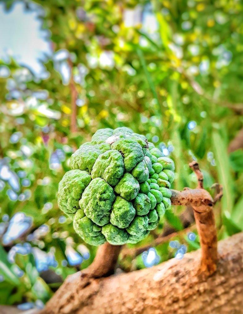 Photograph by DHIRAJ GOSWAMI