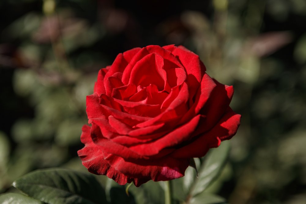 Photograph by Ekaterina