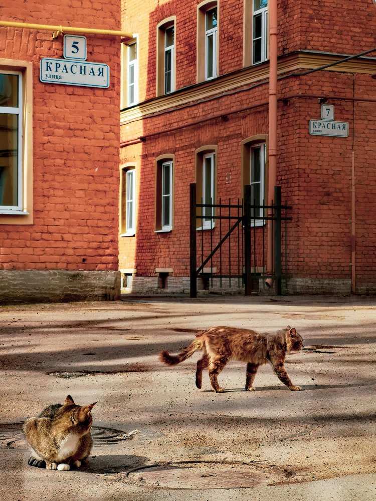 Photograph by Елена Желяева