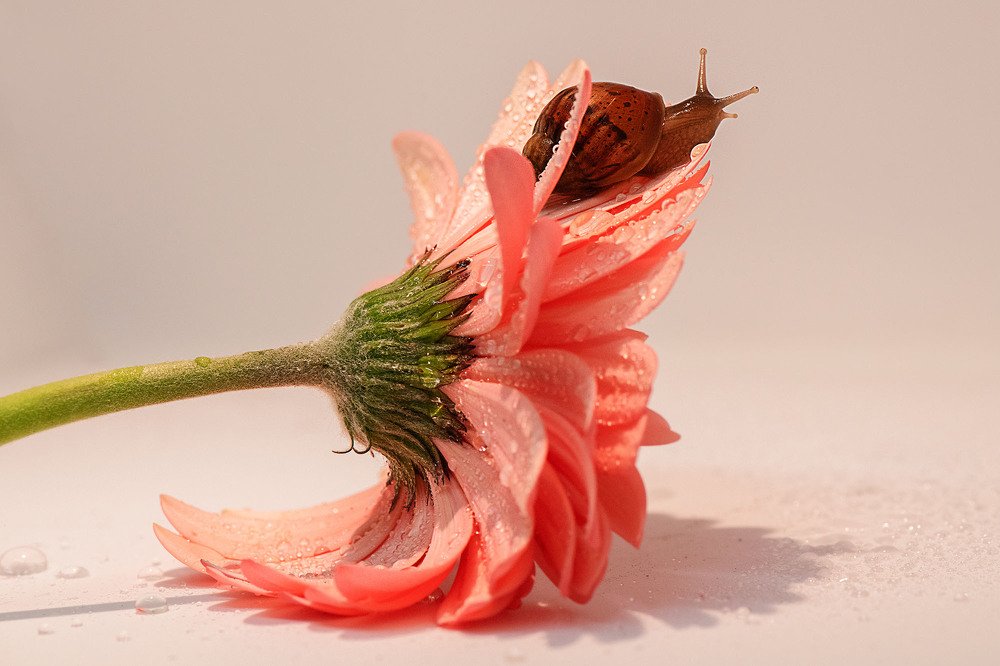 Прекрасное