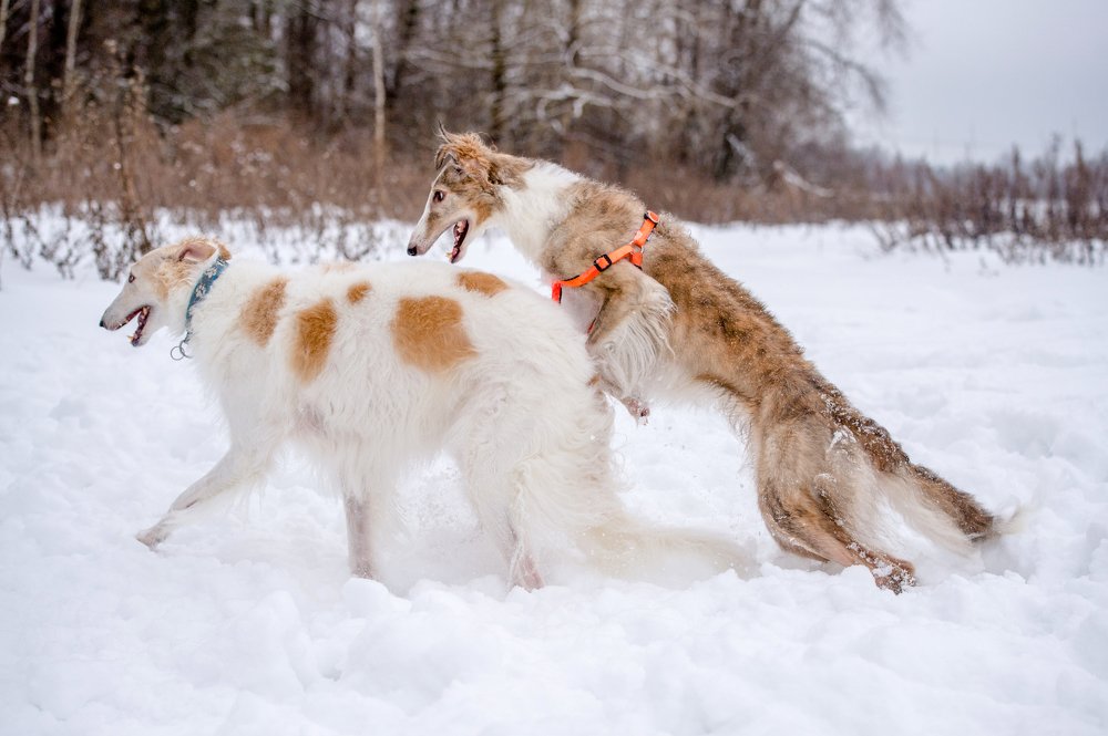 Photograph by Кристина Фарнакеева