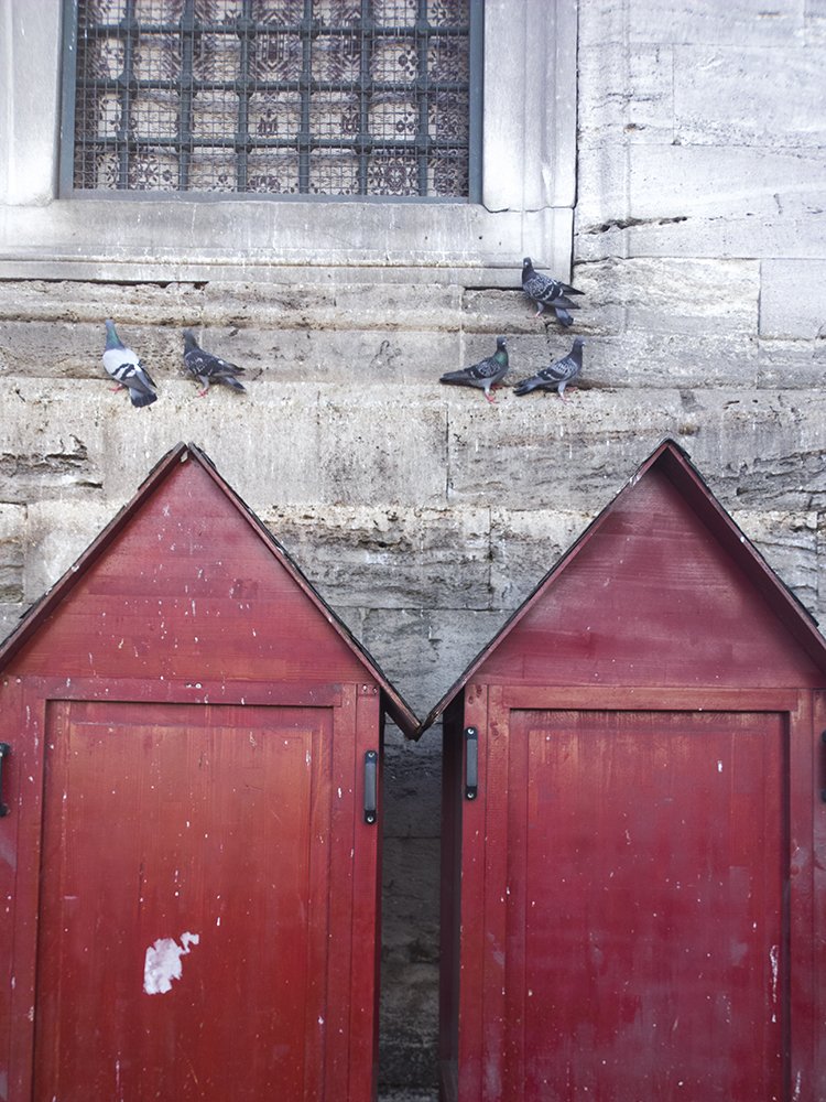 Photograph by T. Ahmadi kalkhorani