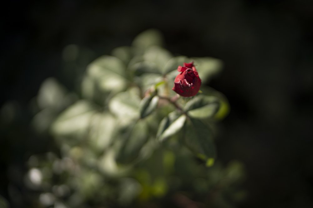 Photograph by Nurdulla Balmanov