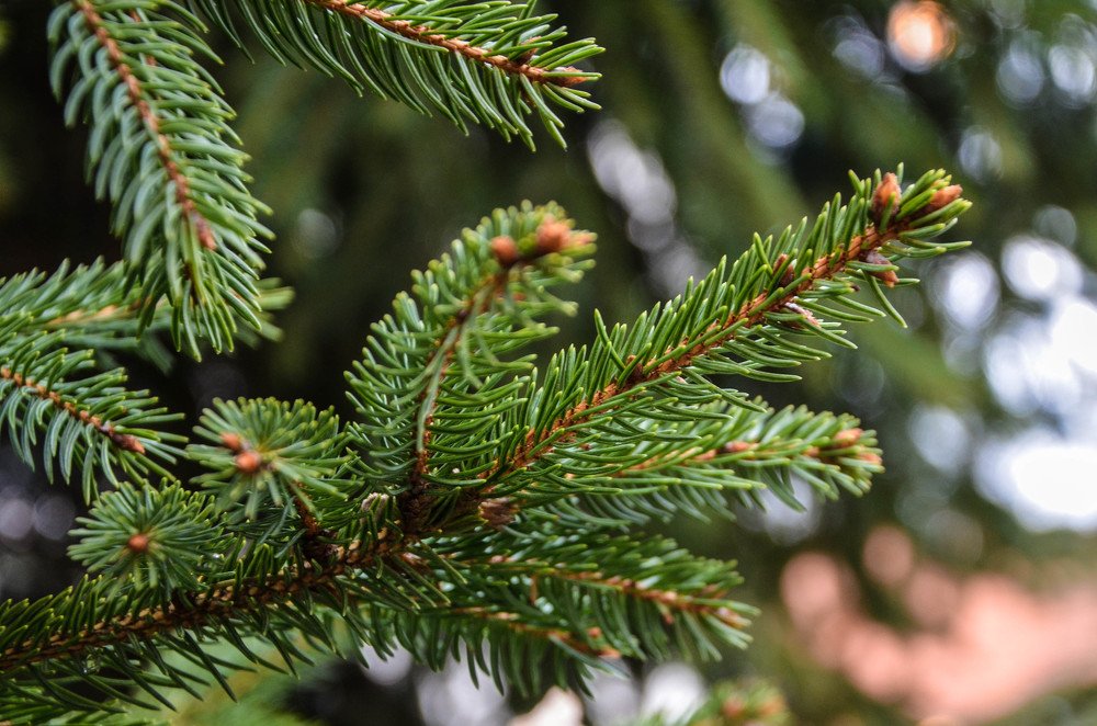 Photograph by Оксана Худякова