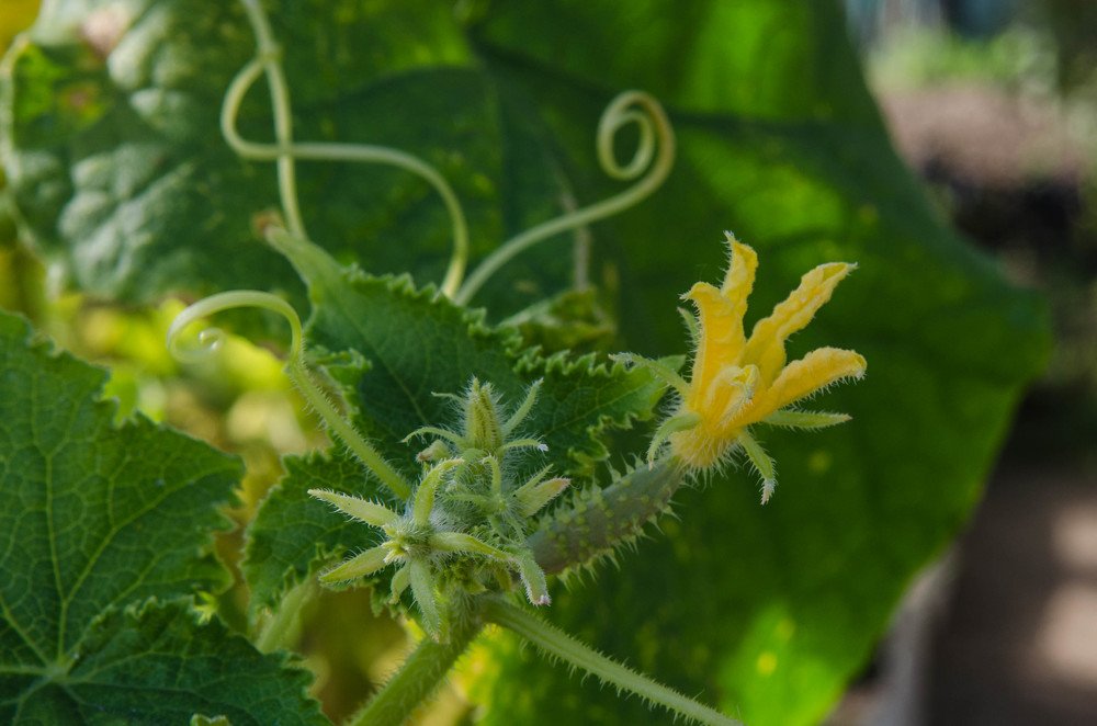 Photograph by Оксана Худякова