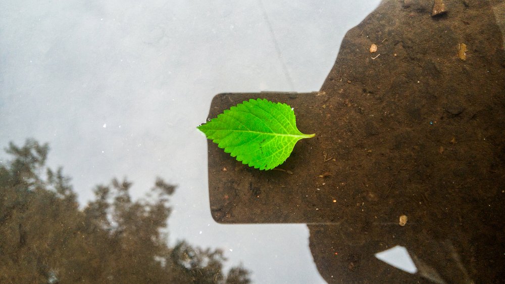 The Green Leaf Floating On water .