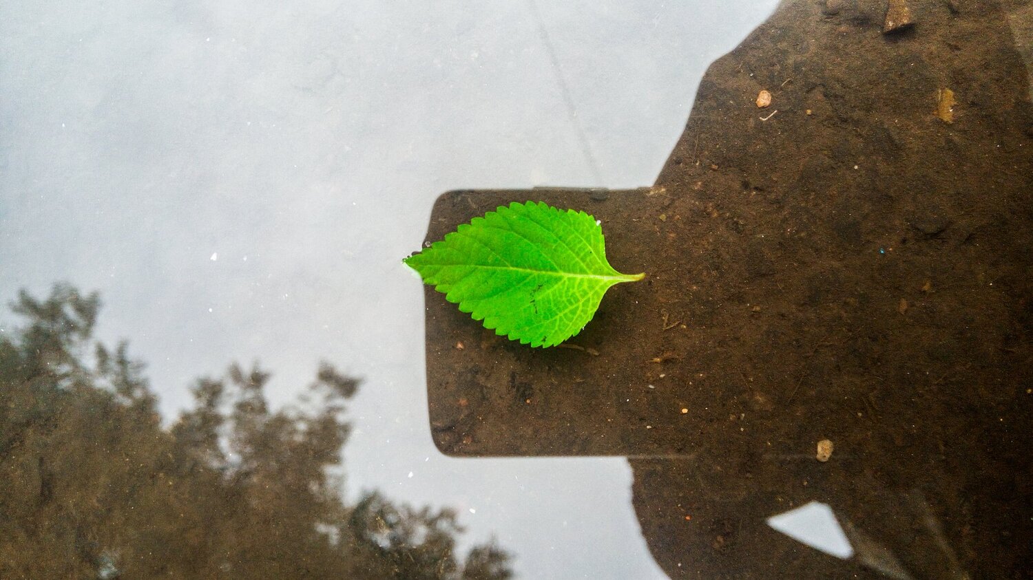 The Green Leaf Floating On water .