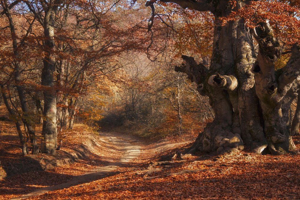 Photograph by Александра Шайдурова