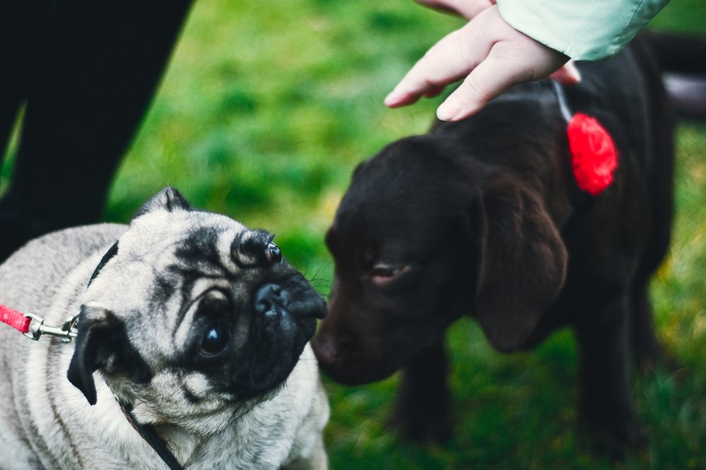 Photograph by Александр Мольков