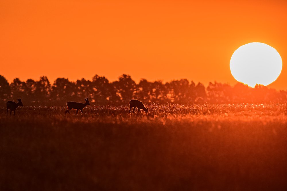 Photograph by Vladimir