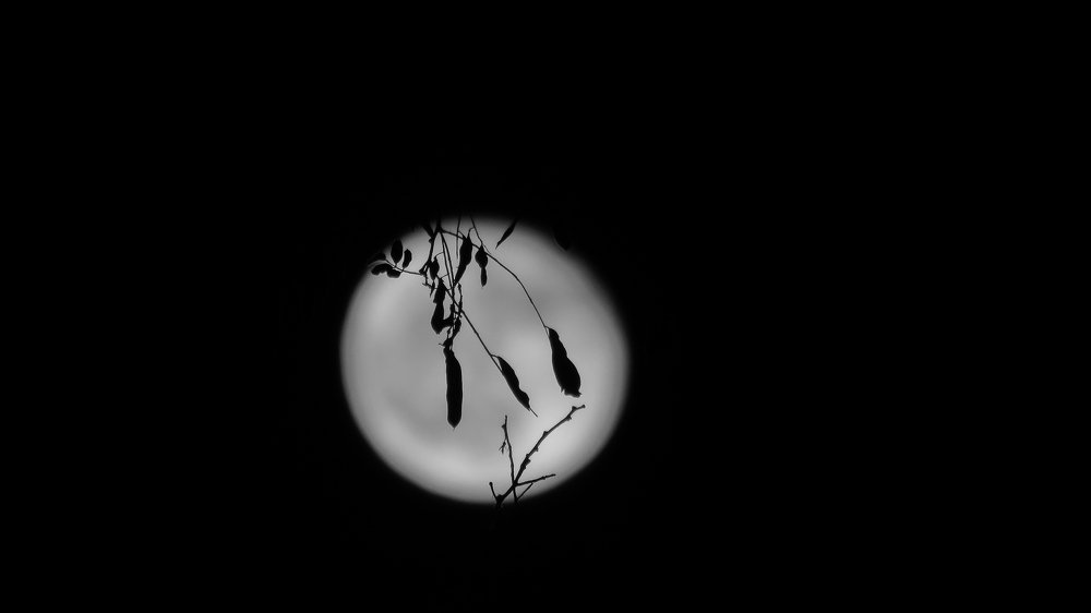 Photograph by Mohammad Sadegh Vasiei