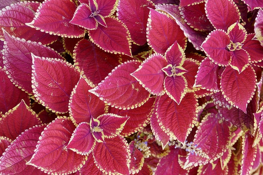 pink Coleus on Leman