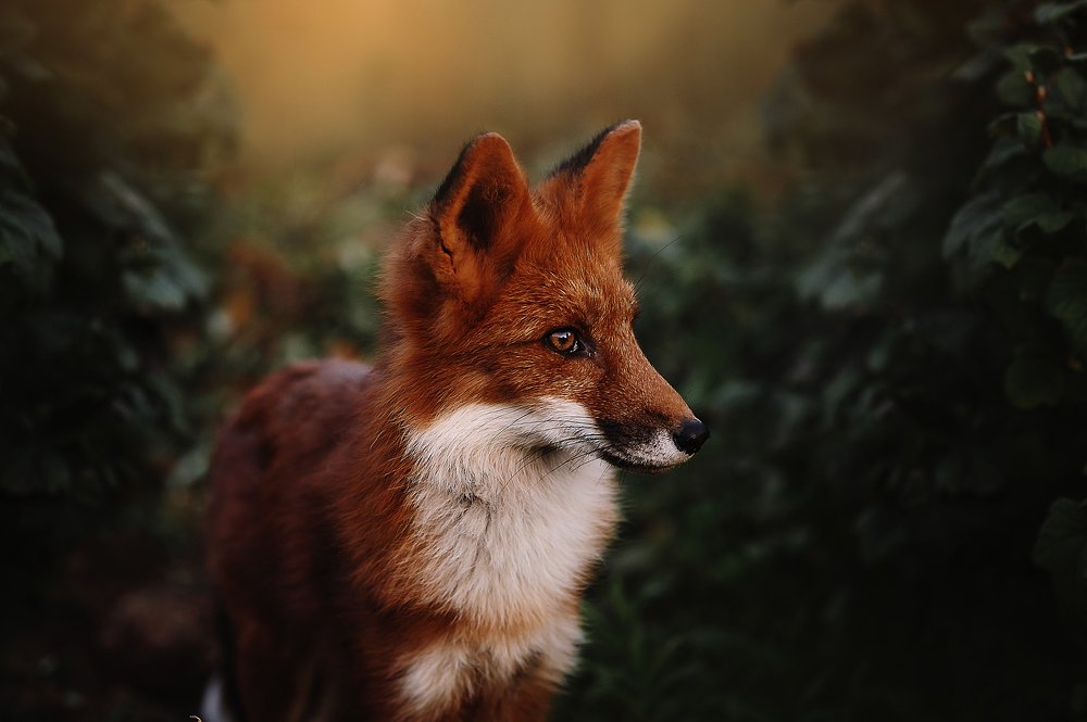 Photograph by Ксения Лысенкова