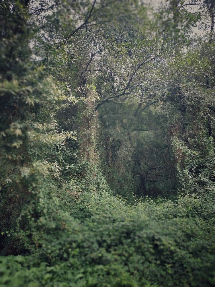 Photograph by Лариса Сиверина