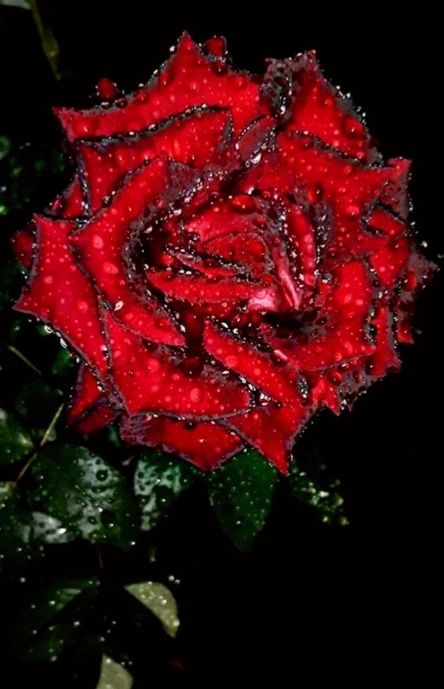 Photograph by Ольга Стариченко