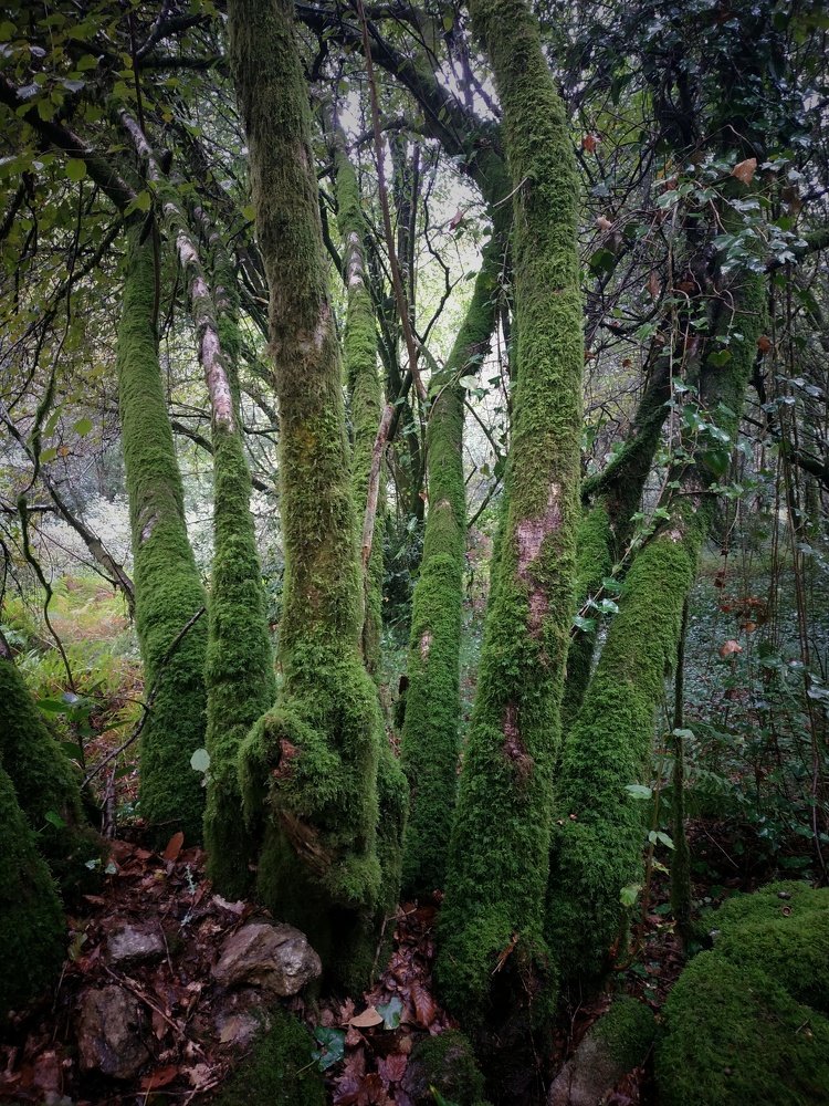 Photograph by Лариса Сиверина
