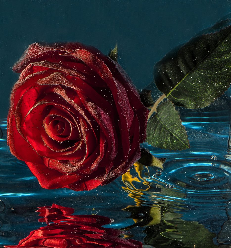 water-rose