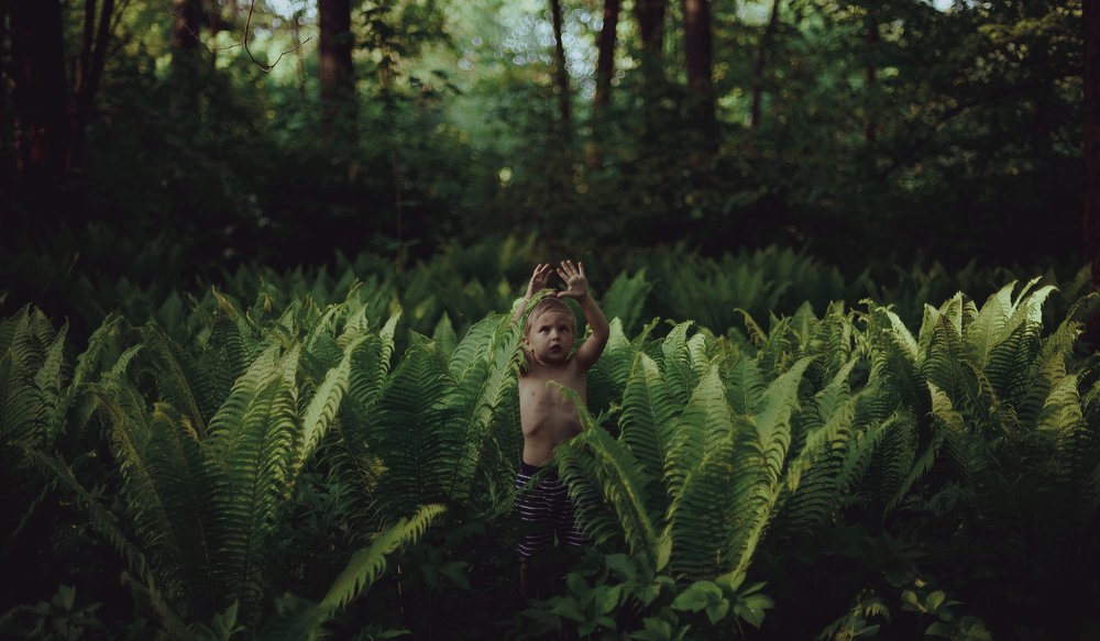 В зарослях папоротника