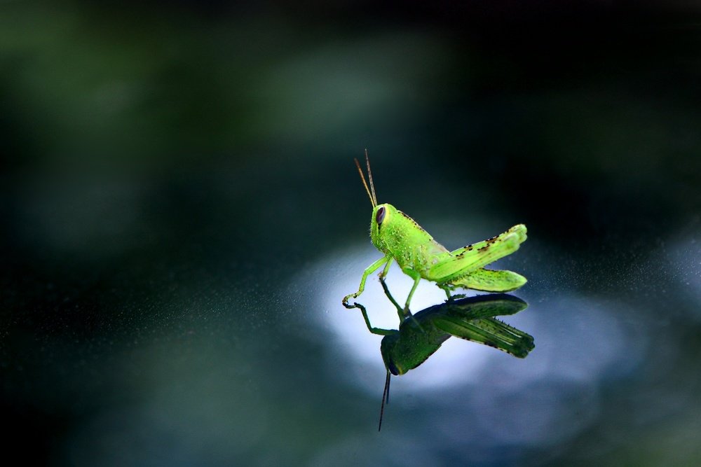 Photograph by Syamsul Alam