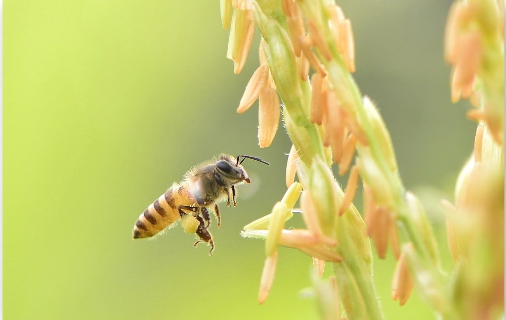 Photograph by Syamsul Alam