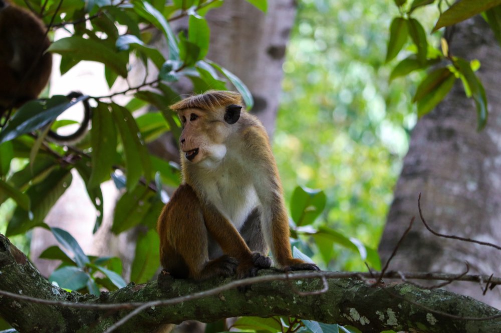 Photograph by Sumith Wickramasinghe