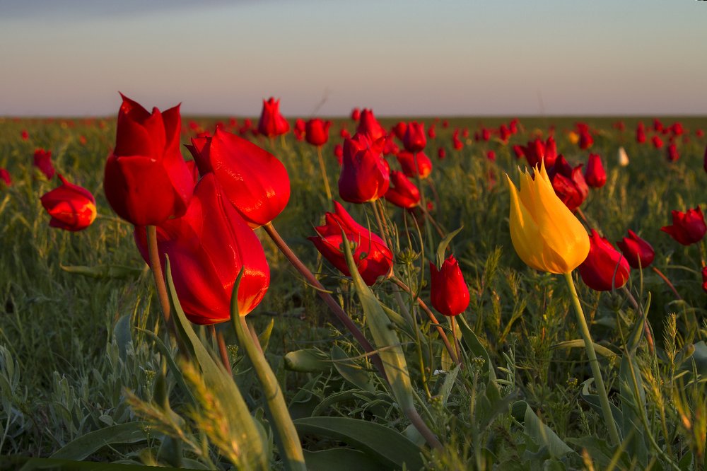 Photograph by Vladimir