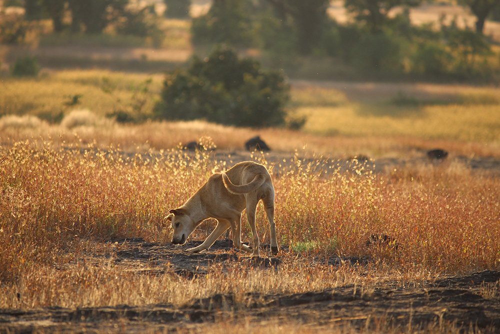 Photograph by Somnath Bhalke