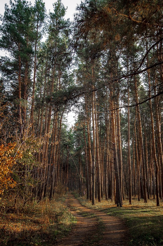 Photograph by Чурляев Максим