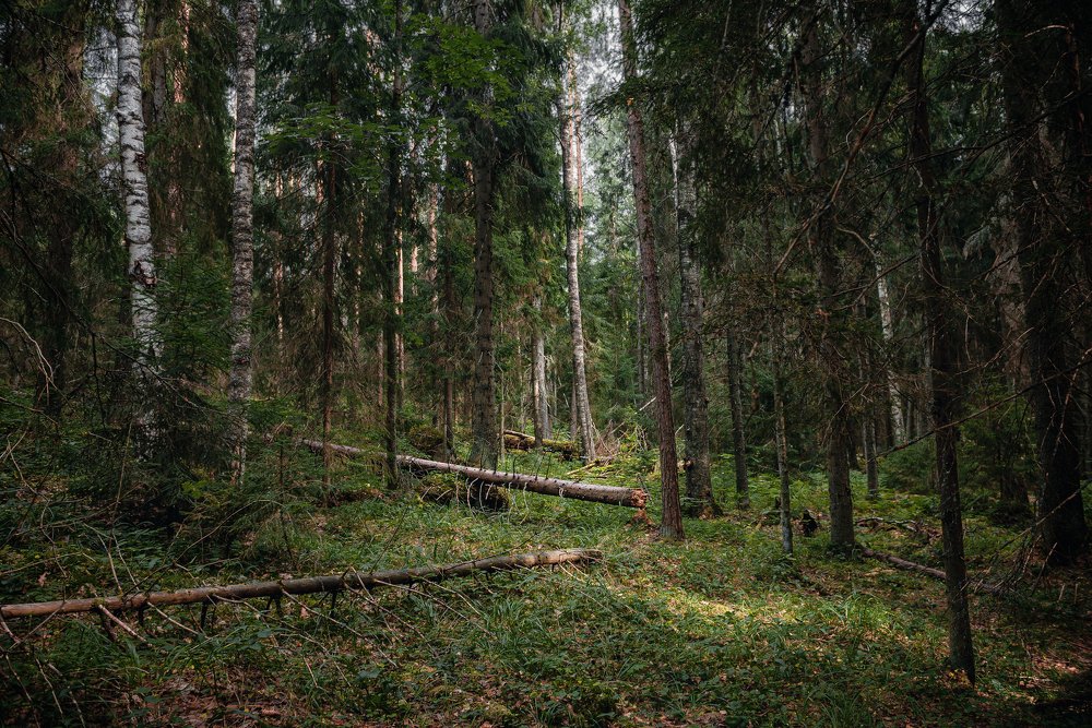 Фотография автора Анастасия Мазурева